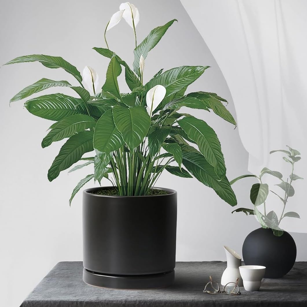 Yukfona ceramic saucer 6inch provides sturdy drainage for indoor and outdoor pots