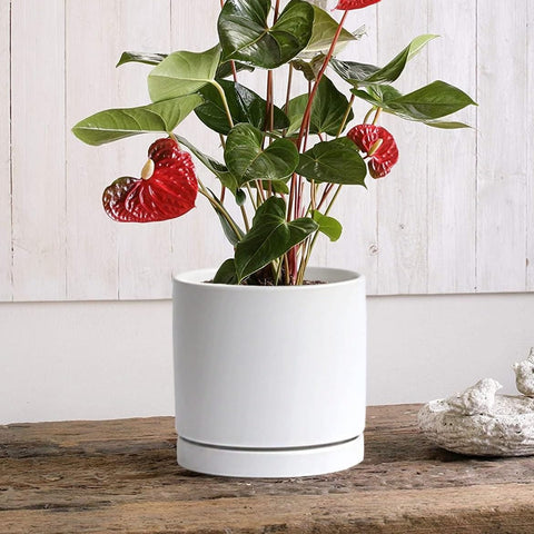 Yukfona ceramic plant saucer 7-inch white durable tray with stylish glaze