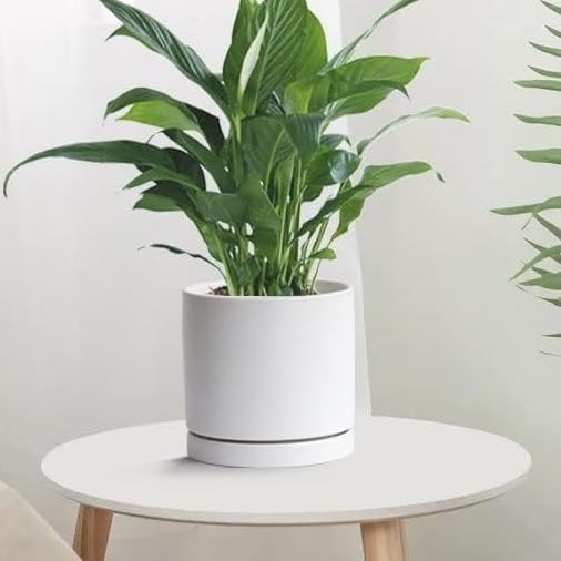 Yukfona 7 inch indoor outdoor saucer fits most pots.
