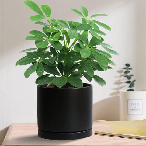 Yukfona ceramic saucer 8inch offers durable base for larger planters