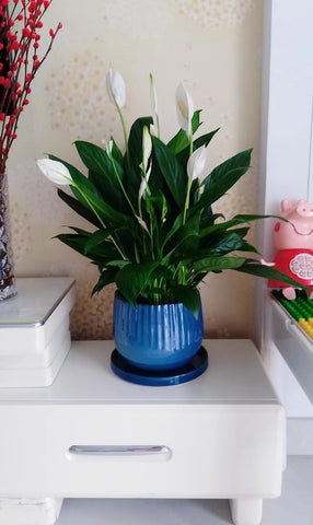 Yukfona 6.4-inch saucers guard surfaces on desks, shelves, and windowsills.