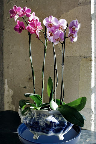 Yukfona blue saucer pack of two illustrates versatile sizing for different pots.
