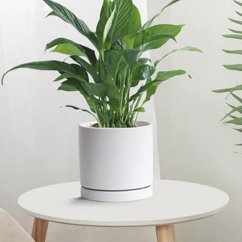Yukfona gift-ready packaging for plant accessory