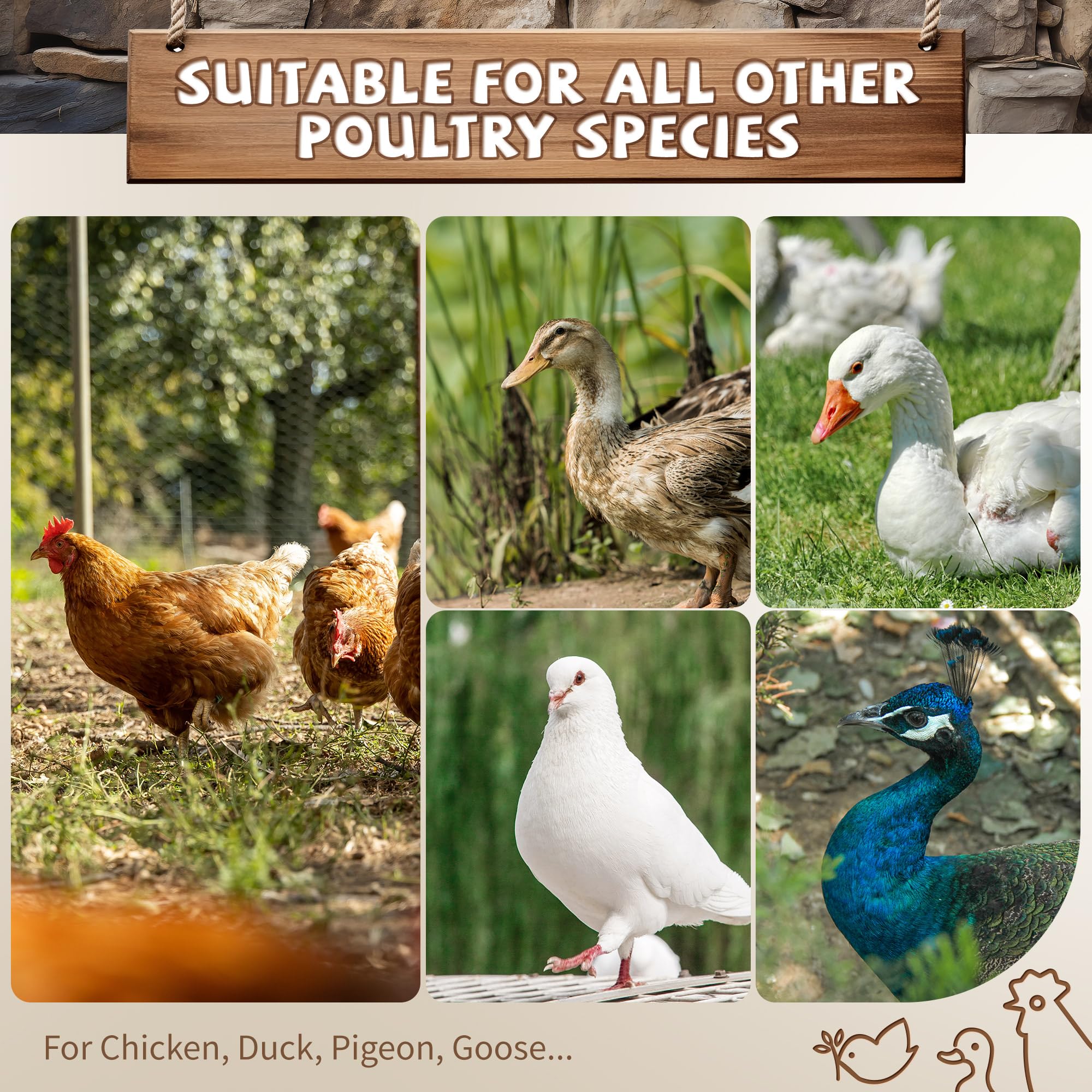 YUMEKA chicks-perching image shows comfortable space for growing hens to rest.