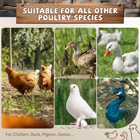 YUMEKA chicks-perching image shows comfortable space for growing hens to rest.