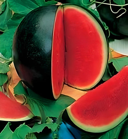 Yunakesa Bush Sugar Baby watermelon seeds for compact gardens yielding sweet, small watermelons.