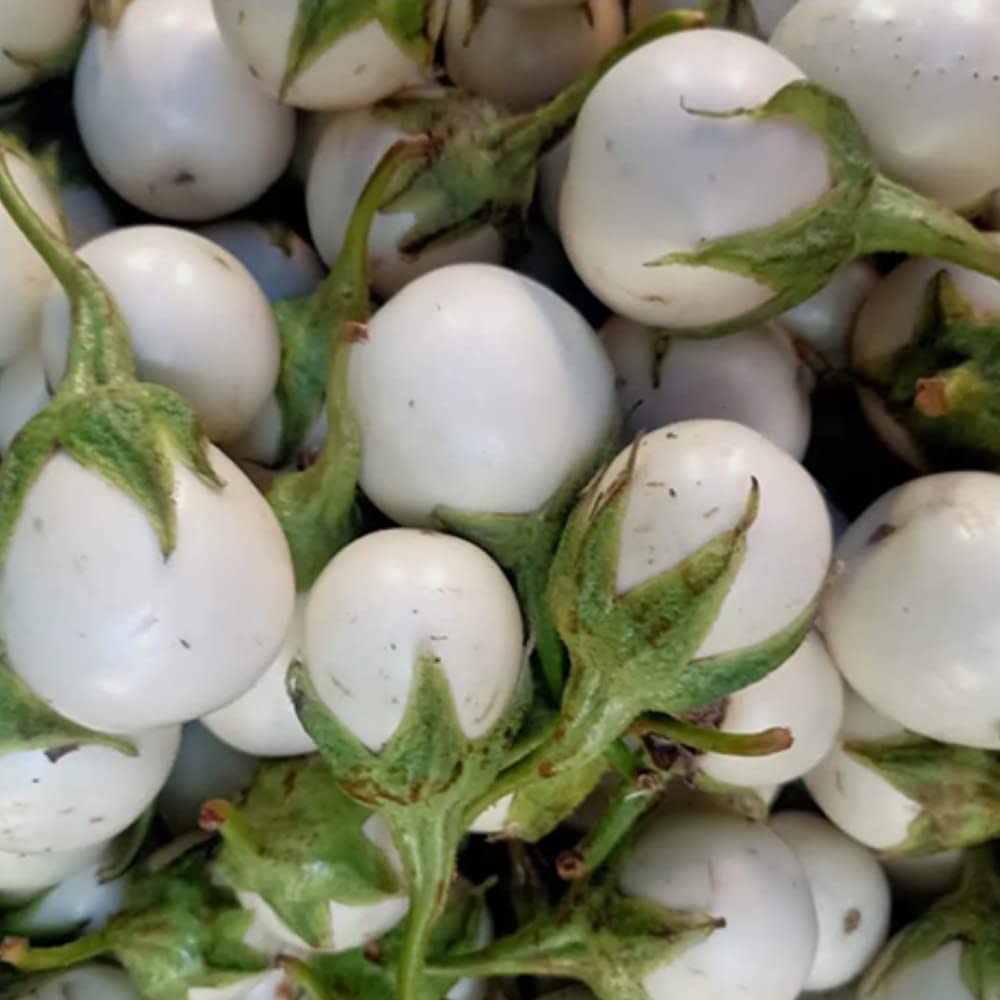Yunaksea white round eggplants on a sunny vine ready to pick for cooking