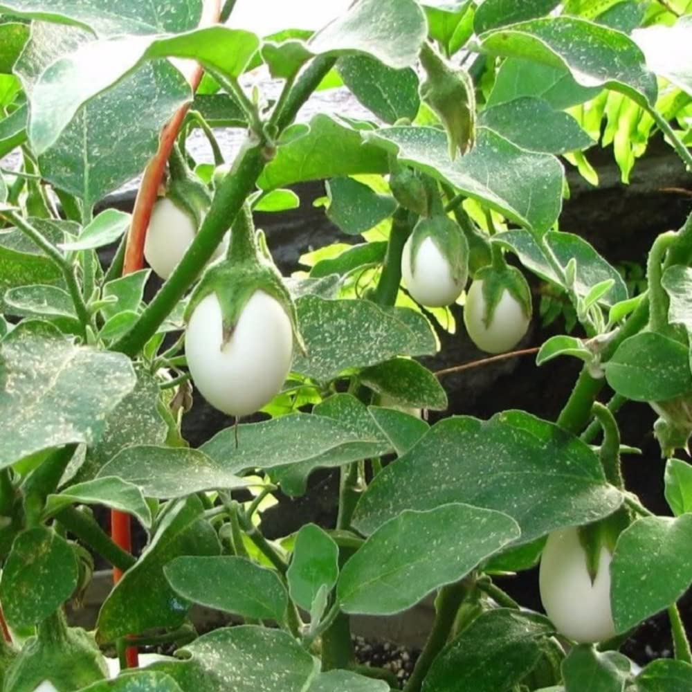 Yunaksea young eggplant seedlings in soil ready for planting and growth