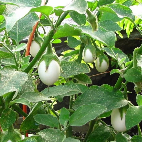 Yunaksea young eggplant seedlings in soil ready for planting and growth