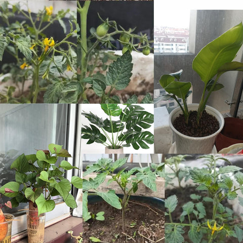 YVPSI green plant holder decorates pots while providing decorative support