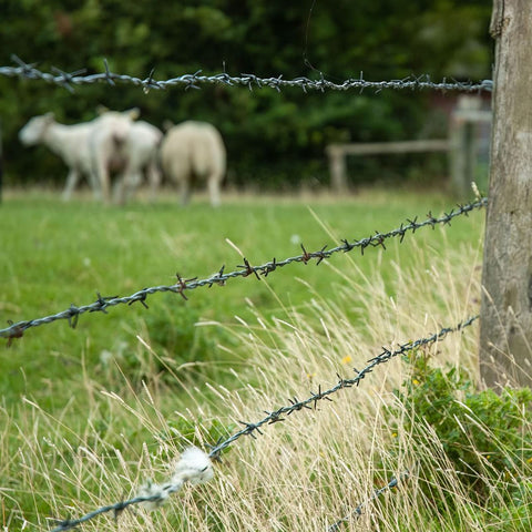 Bird feeder area protected by YXJSTO Barbed Wire against intruders.