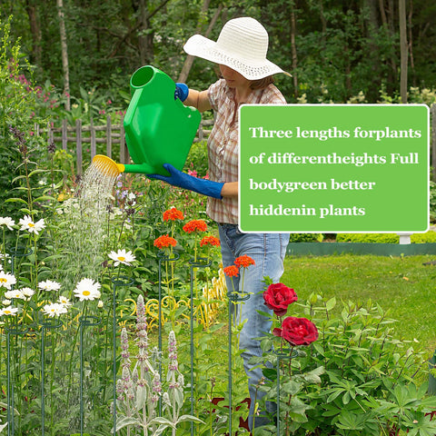 Zacool 36 inch assembled stake provides full height support for vigorous stems.