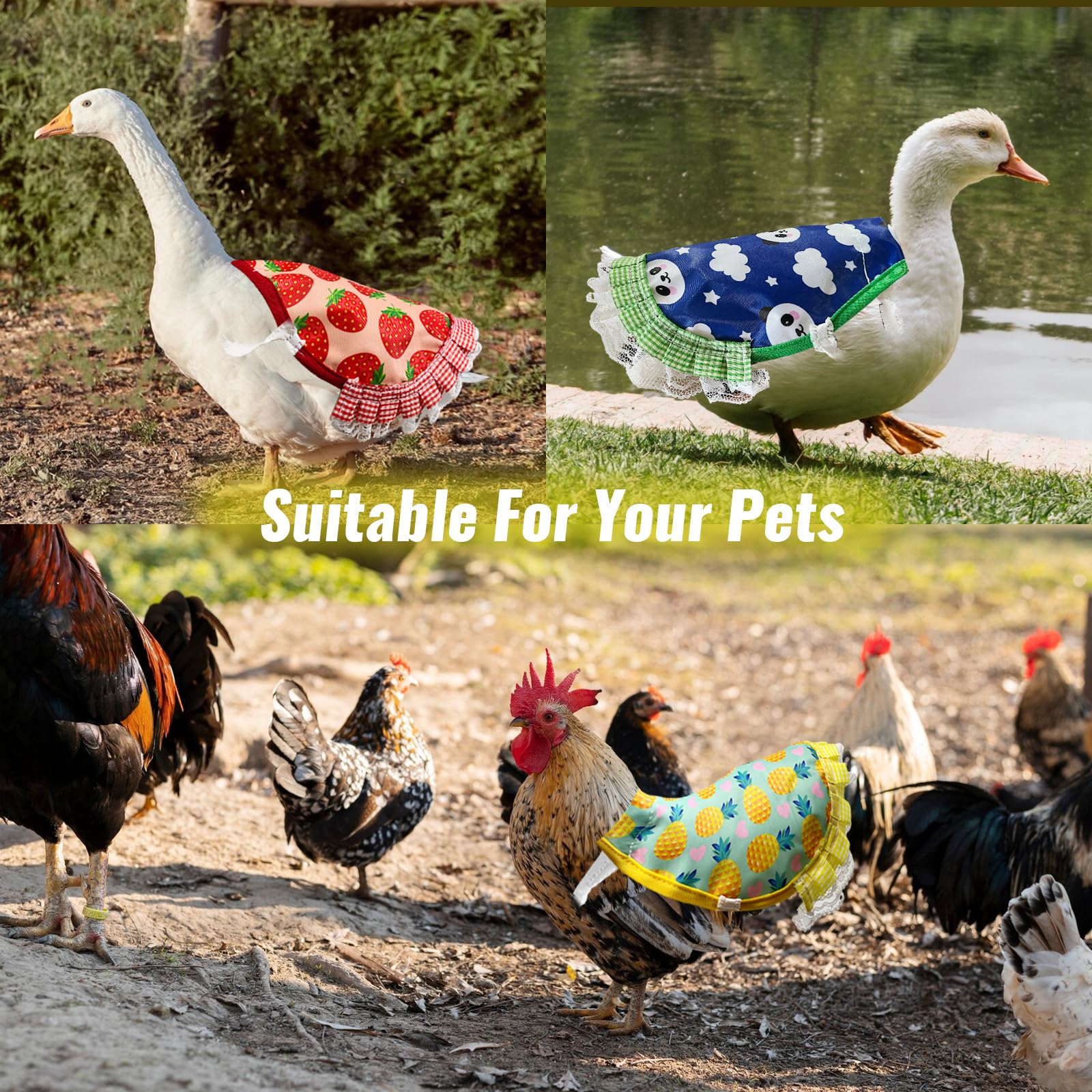 Zaruatu six-pack saddle set ready for coop or free-range use.