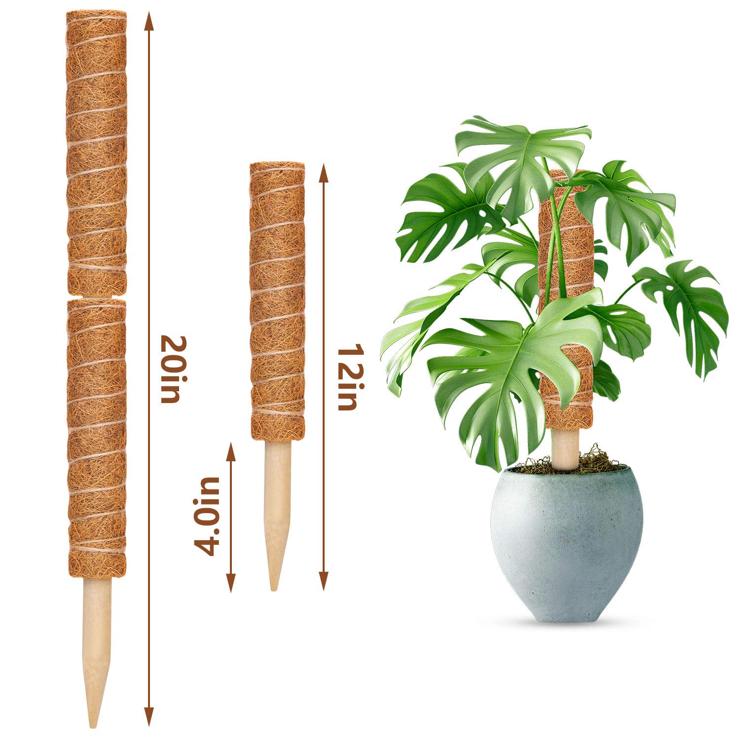 ZAUGONTW coir moss pole extension design demonstrates adjustable length for varied plant heights.