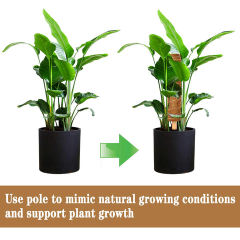 ZAUGONTW coir moss pole kit supports long-term life with natural, eco-friendly materials.