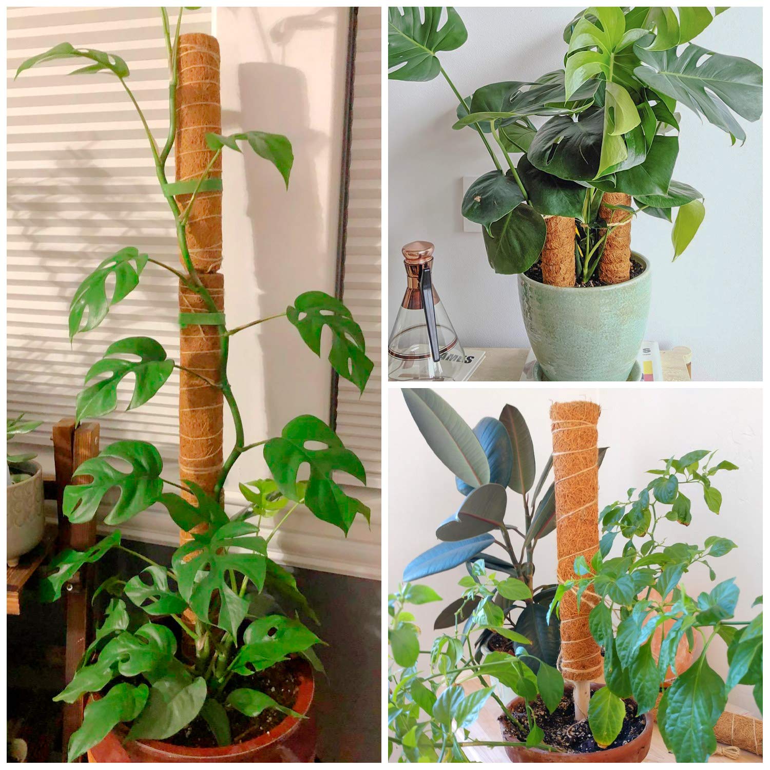 ZAUGONTW coir moss pole ideal for pothos, monstera, and other indoor climbers.