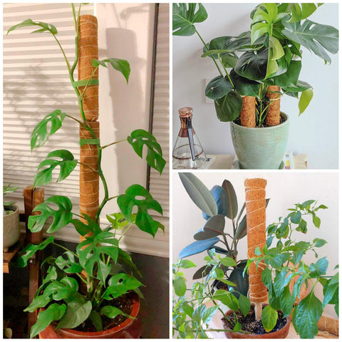 ZAUGONTW coir moss pole ideal for pothos, monstera, and other indoor climbers.