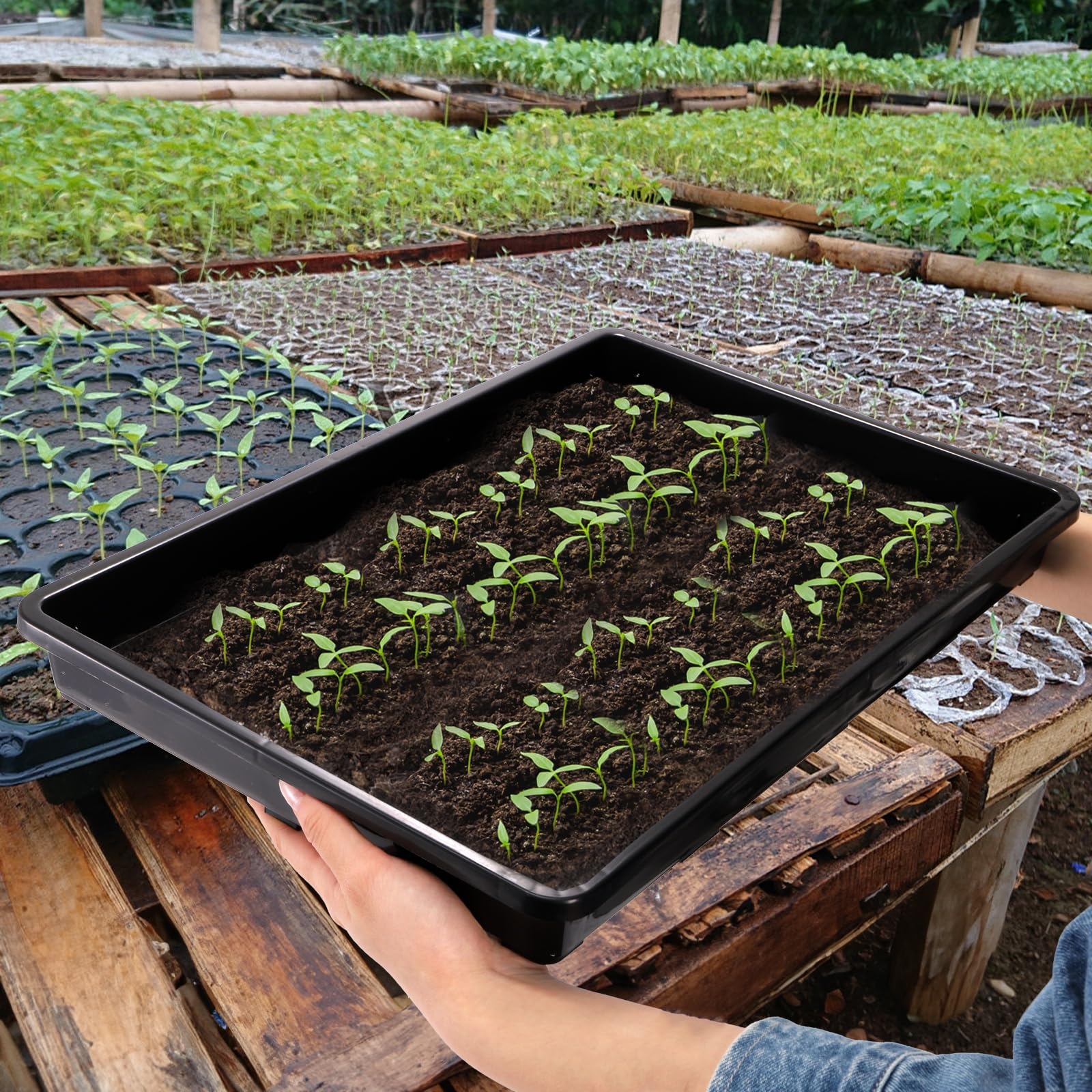 ZAVOOS multi-use seed-start tray for sprouts and microgreens in kitchen or greenhouse