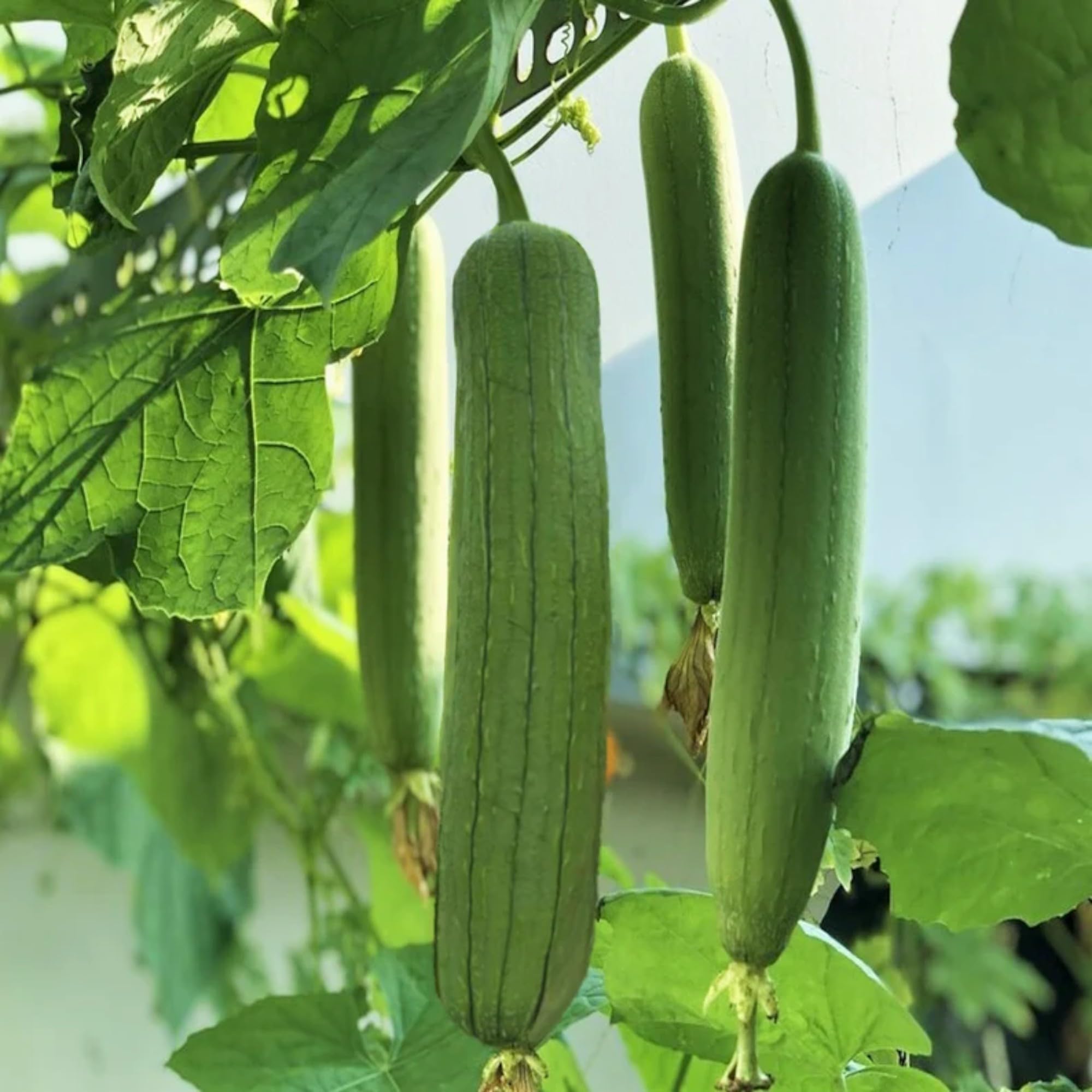 ZEshops 30-luffa-seed-pack ready for home garden planting.