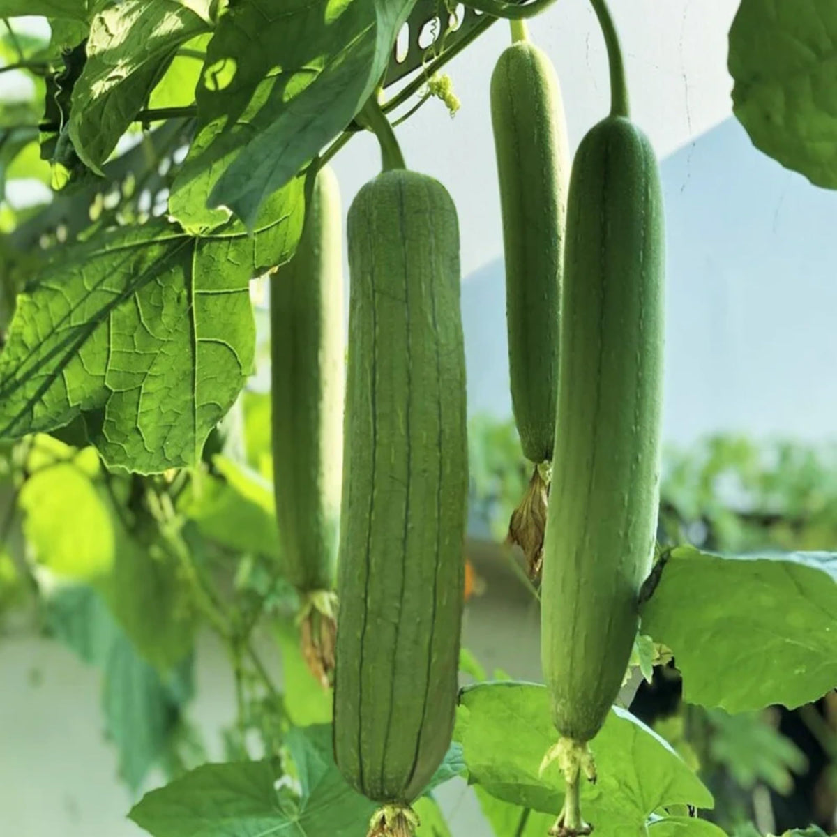 ZEshops 30-luffa-seed-pack ready for home garden planting.