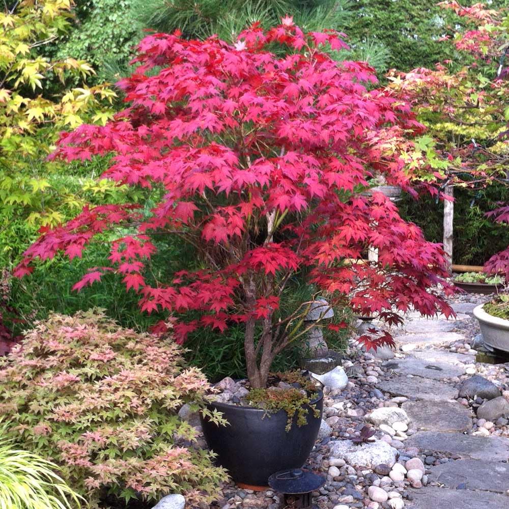 ZEshops 30pcs Red Japanese Maple seeds pack ready to transform your garden with burgundy foliage.