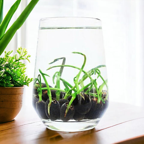 ZEshops potted lotus bloom in a decorative aquatic pot
