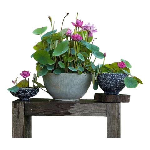 ZEshops Bonsai Lotus Seeds mix colors packet ready for ornamental water gardens