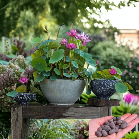 ZEshops bonsai lotus seeds pink-red-green mix for indoor water gardens