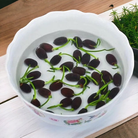ZEshops seeds ready to soak and begin a tranquil aquatic display
