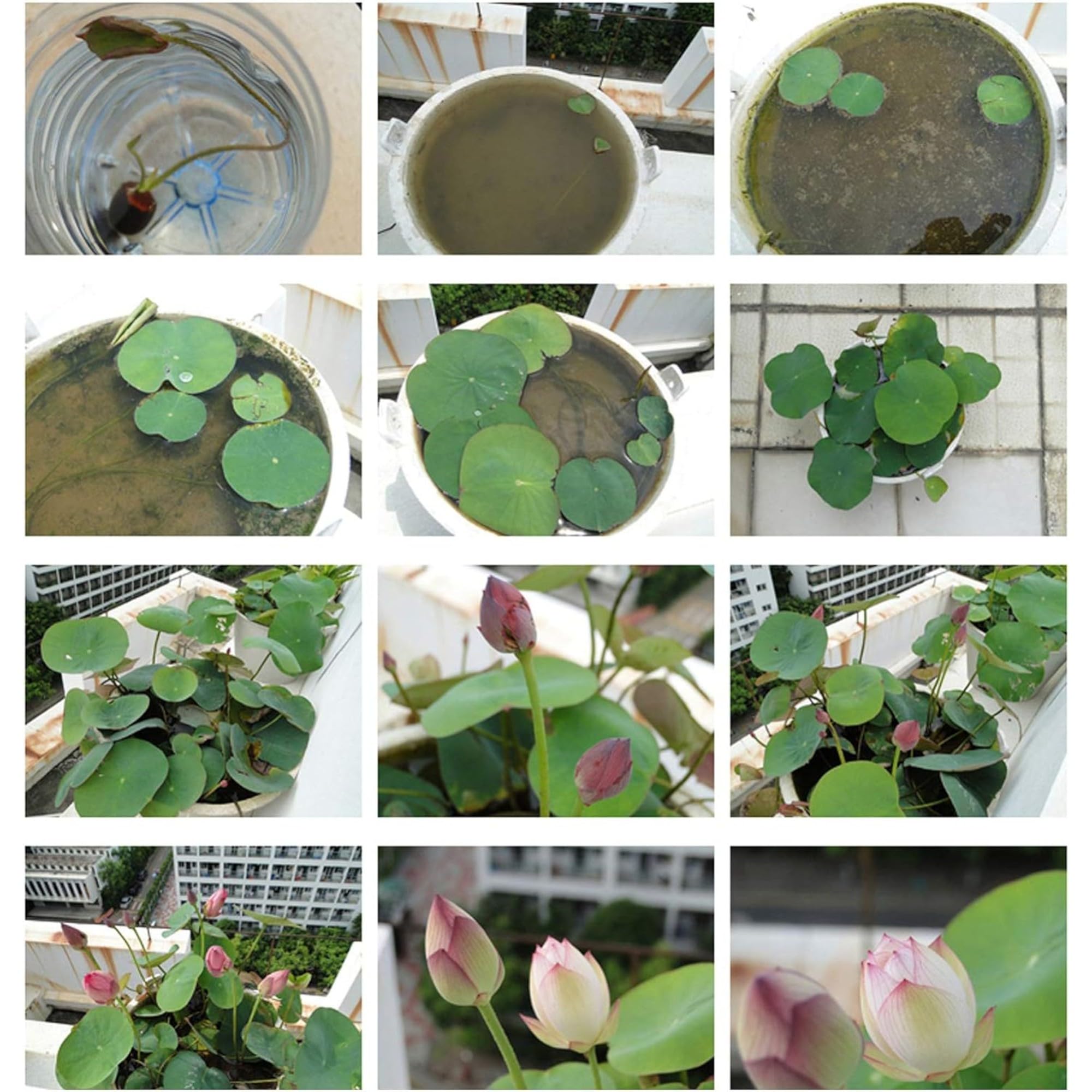 ZEshops 15 seeds offer ample growth opportunities in a lush water garden