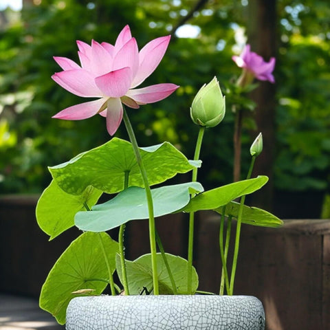 ZEshops step-by-step guide supports planting, watering, and care