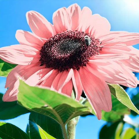 ZEshops easy-grow planting instructions support successful germination and growth.