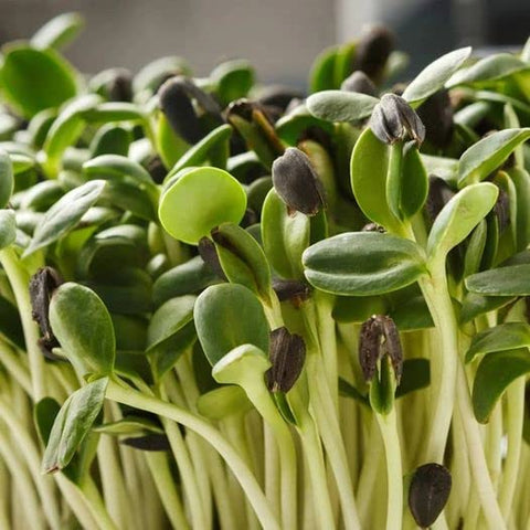 ZEshops 50-count pack helps create a flourishing garden and gifts.