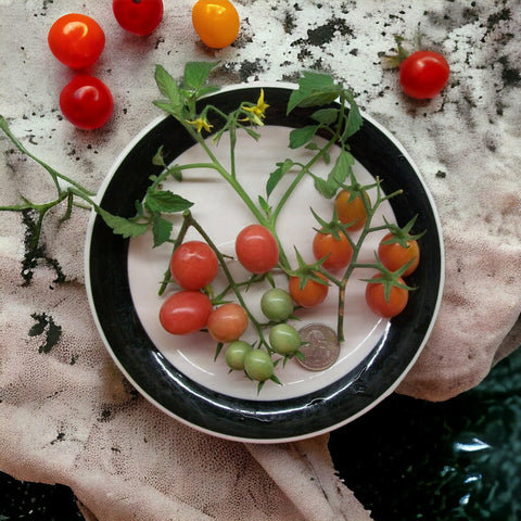 ZEshops gift-seeds-pack ideal for gifting gardeners and starting new projects.