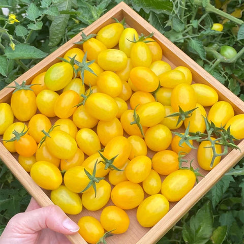 ZEshops harvested yellow cherries ready for snacking straight from vine.