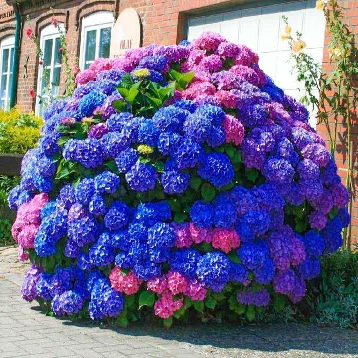 ZEshops hydrangea seeds—blue bloom for vibrant border color