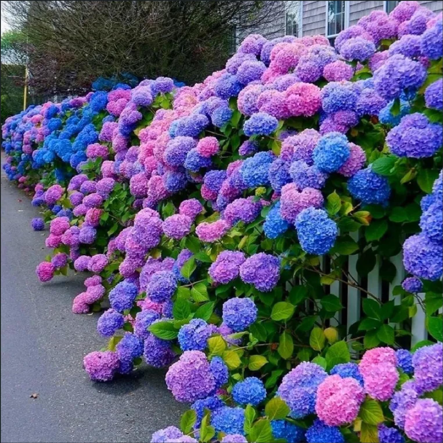 ZEshops hydrangea seeds mix blue pink purple—vibrant color display for sunny garden beds.