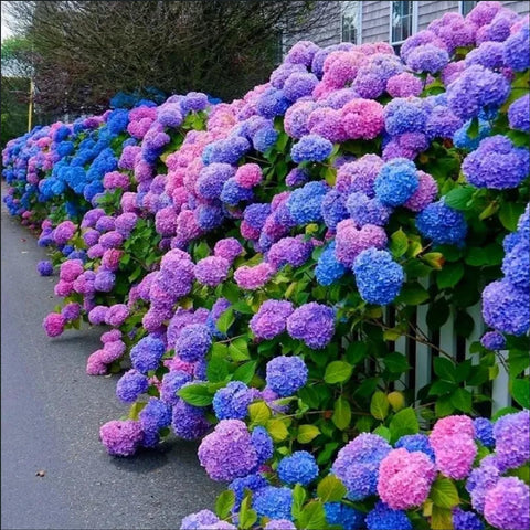 ZEshops hydrangea seeds mix blue pink purple—vibrant color display for sunny garden beds.