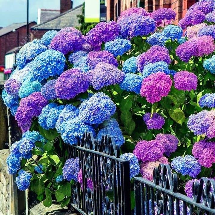 ZEshops hydrangea seeds—pink bloom for bright garden accents