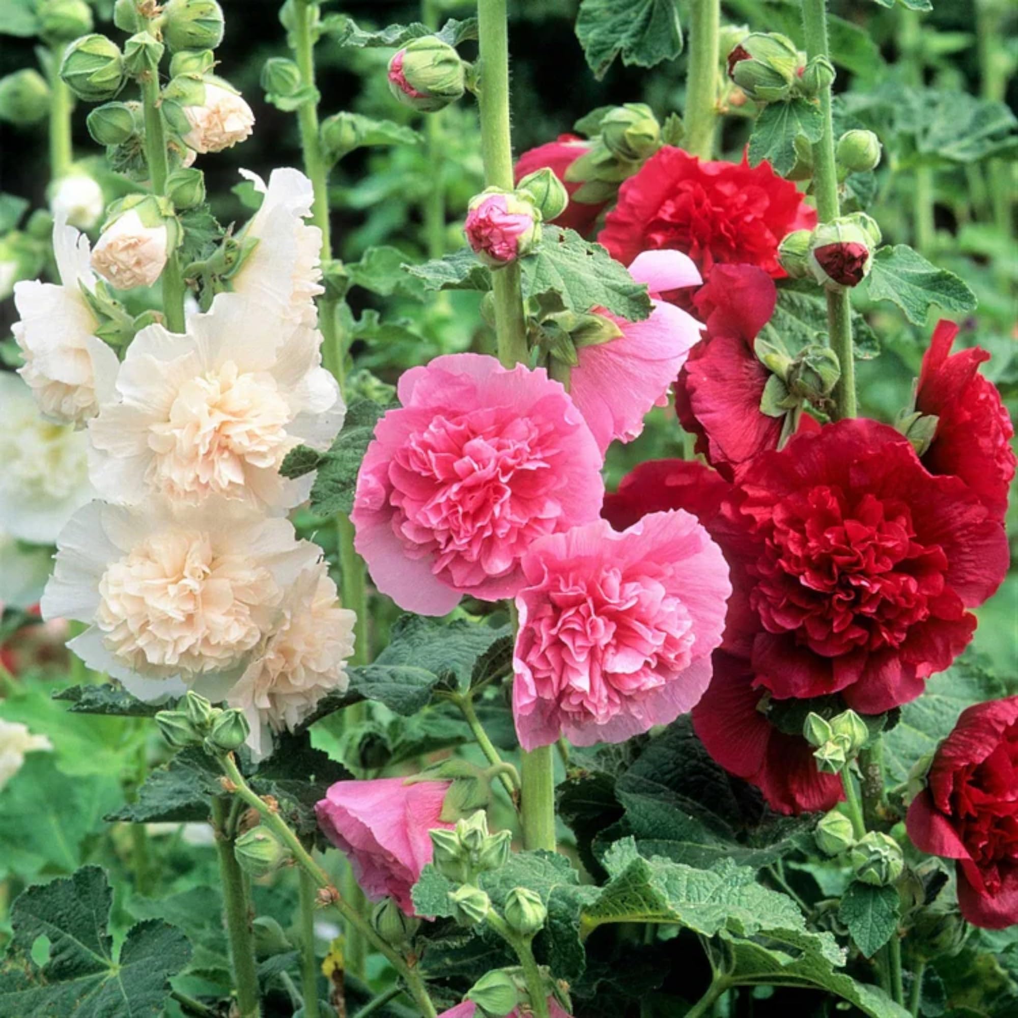 ZEshops Radiant Rose offer a long May–October bloom season in sun or partial shade.