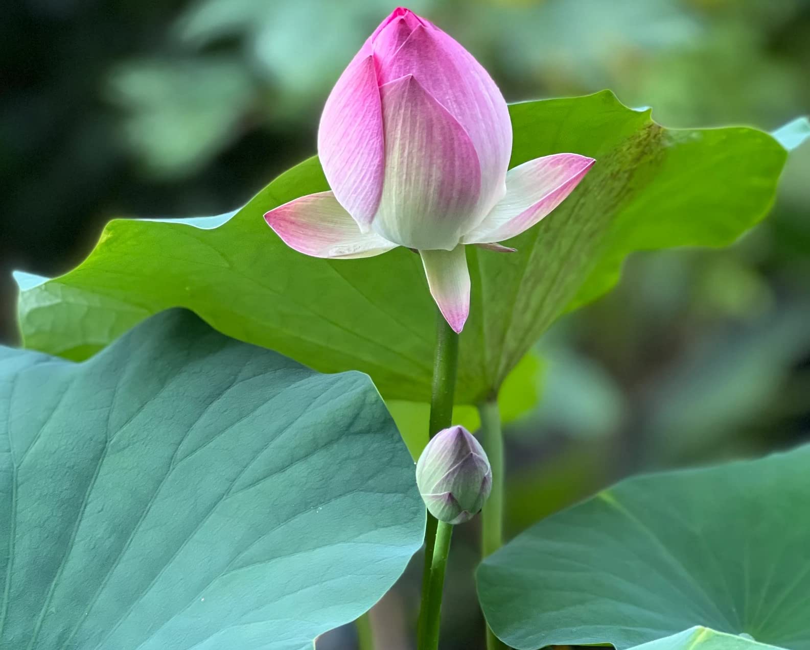 ZEshops green bowl lotus seeds create a healthy aquatic centerpiece.