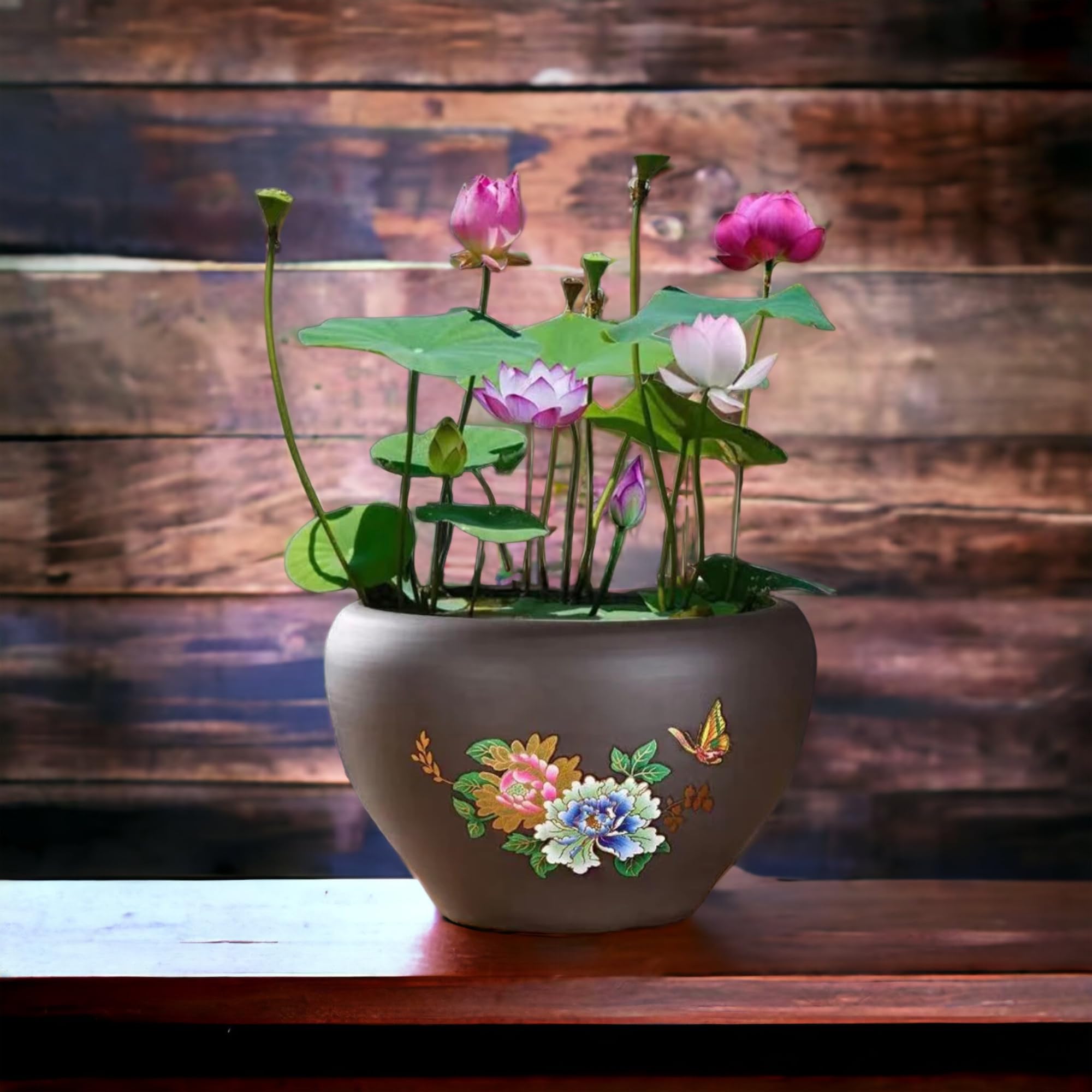 ZEshops red bowl lotus seeds add vibrant color to outdoor ponds.