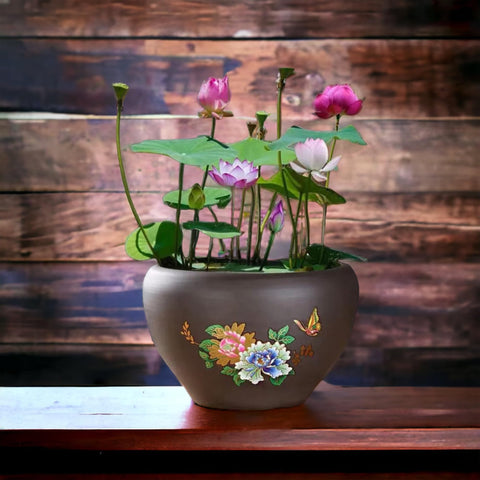 ZEshops red bowl lotus seeds add vibrant color to outdoor ponds.