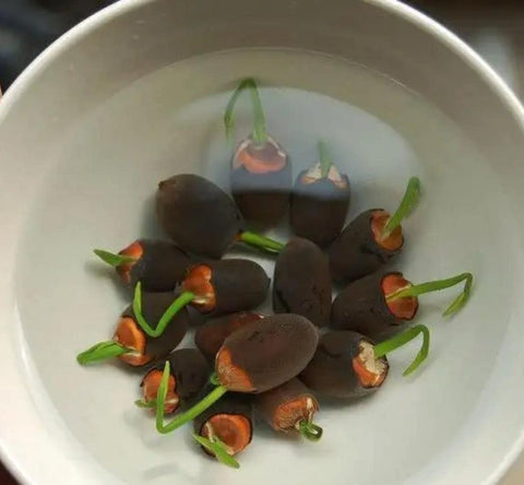 ZEshops sprouting seeds signal upcoming aquatic bonsai growth.