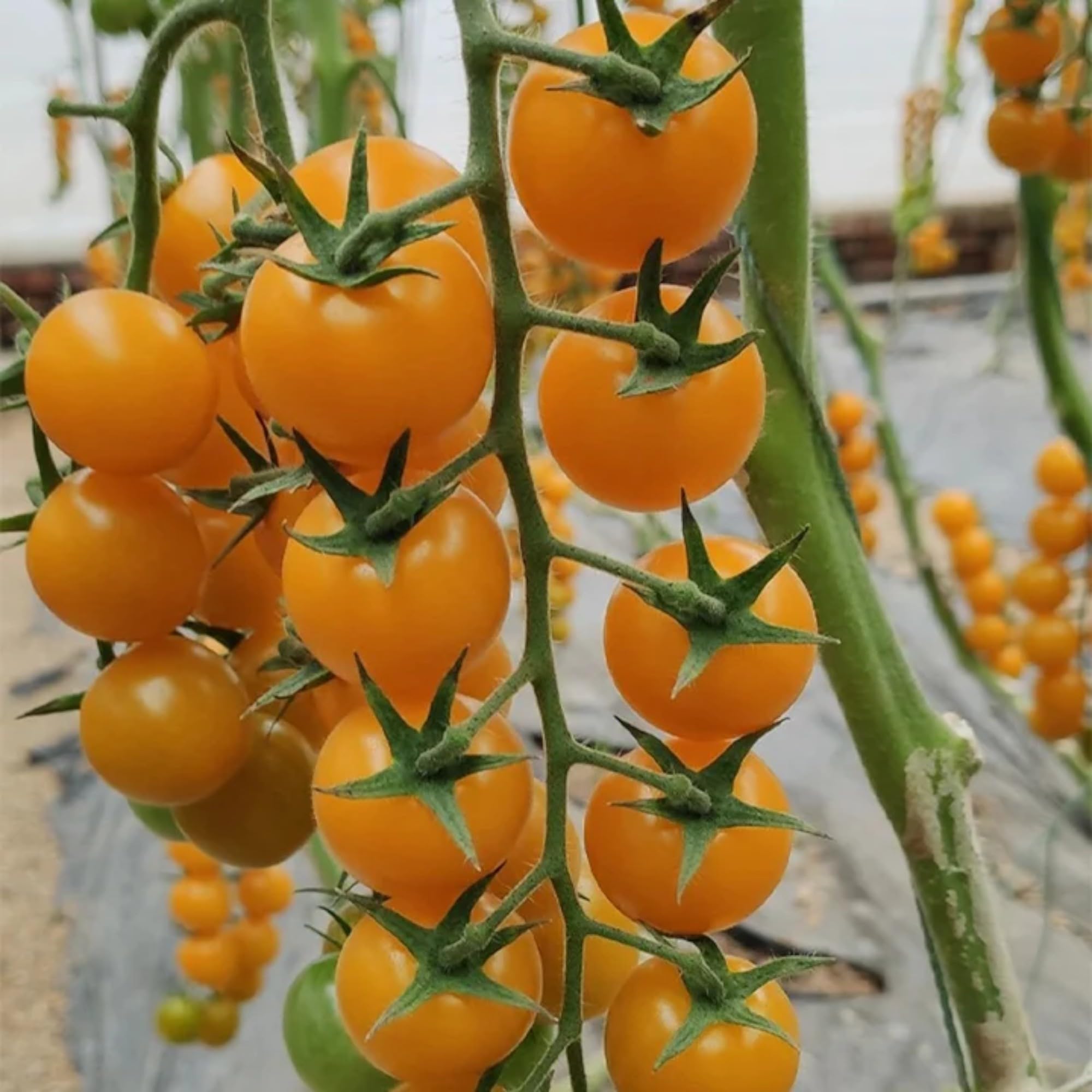 ZEshops Patio Choice yellow tomato seeds package for easy planting and gifting.