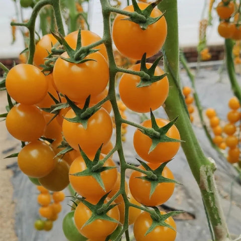 ZEshops Patio Choice yellow tomato seeds package for easy planting and gifting.