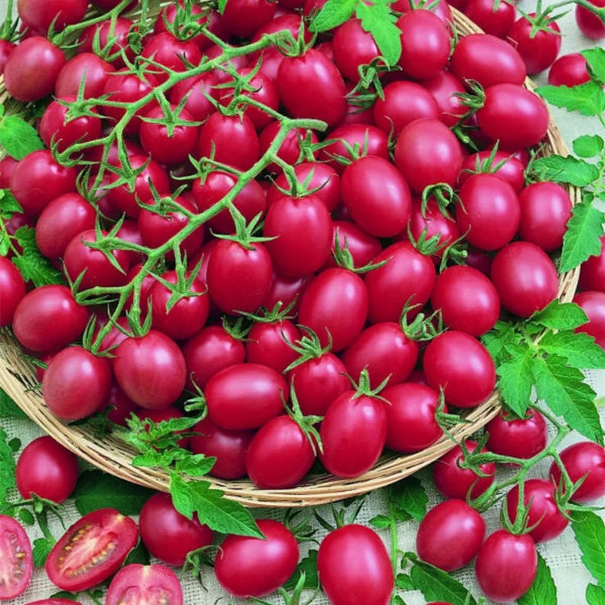ZEshops planting-instructions-included guide supports beginners starting tomatoes confidently.