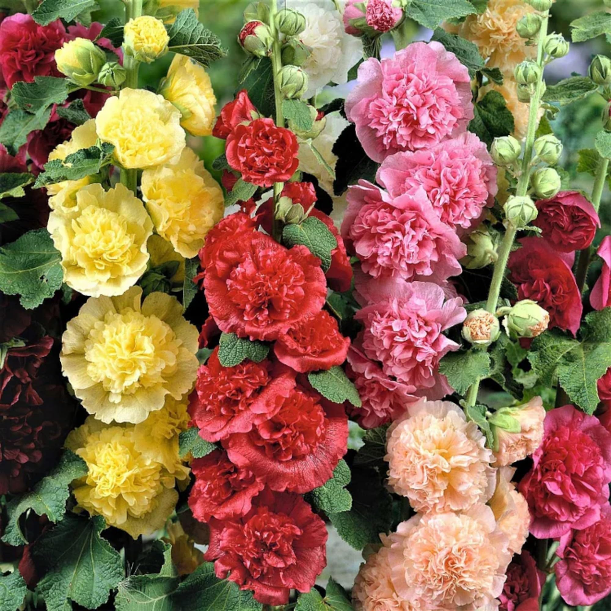 ZEshops Radiant Rose hollyhocks form tall spikes to create garden focal points.