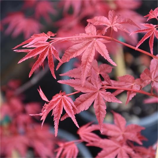 ZEshops red japanese maple seeds burgundy leaves closeup highlight vibrant color.