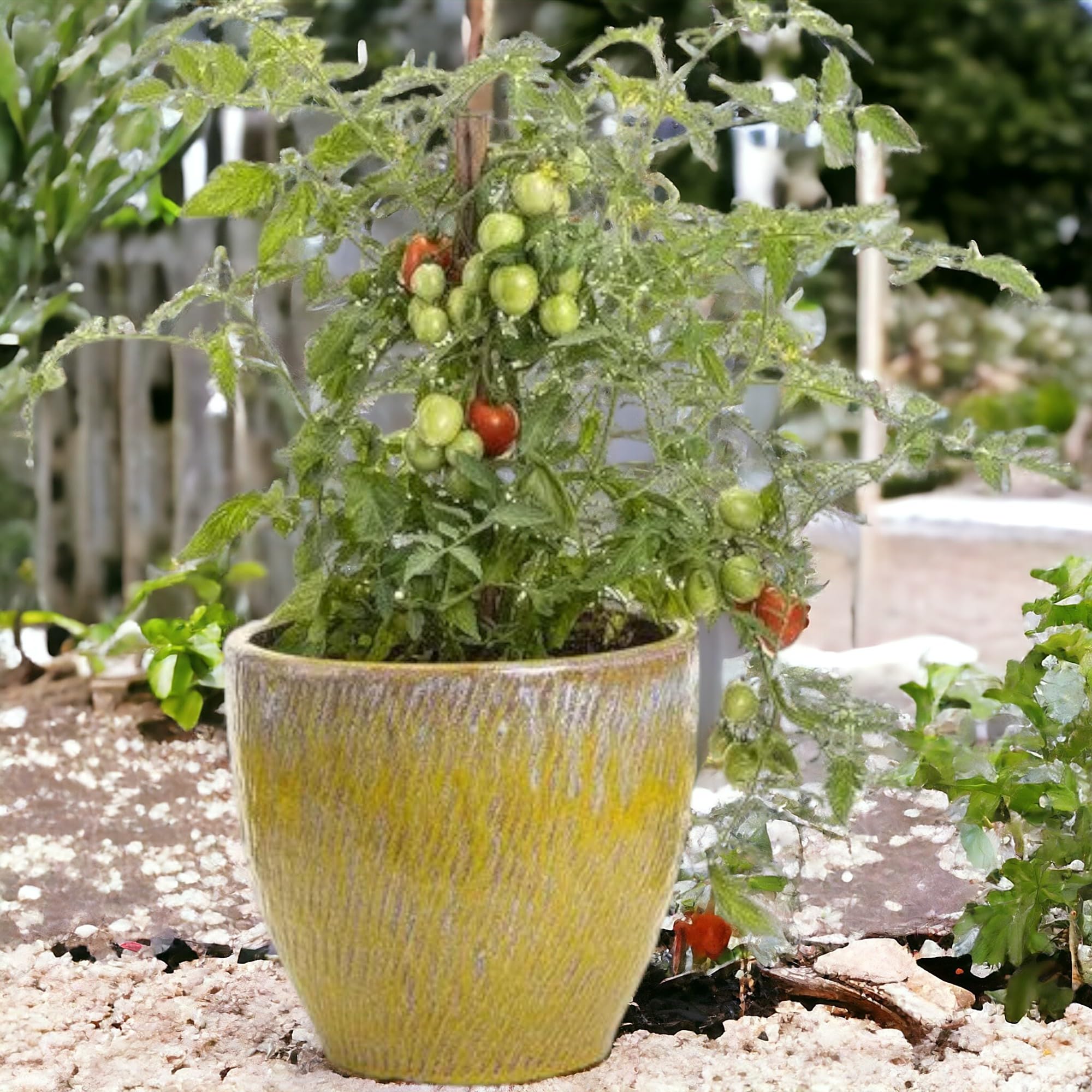 ZEshops ripe-tomatoes-on-vine offer sweet, productive harvests for snacking and salads.